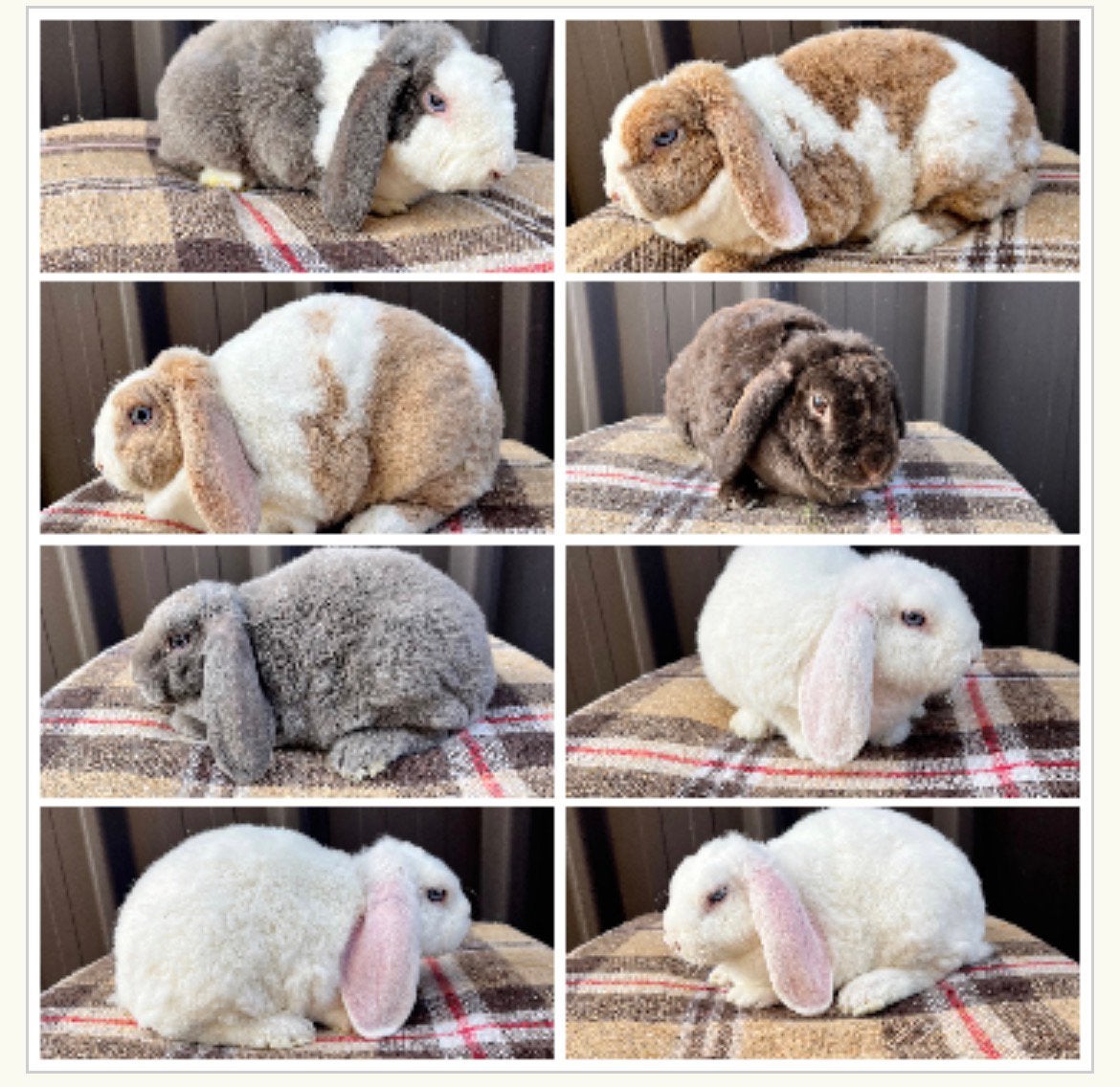 Rex widder dwerghangoortjes, Dieren en Toebehoren, Konijnen, Klein, Meerdere dieren, 0 tot 2 jaar, Hangoor