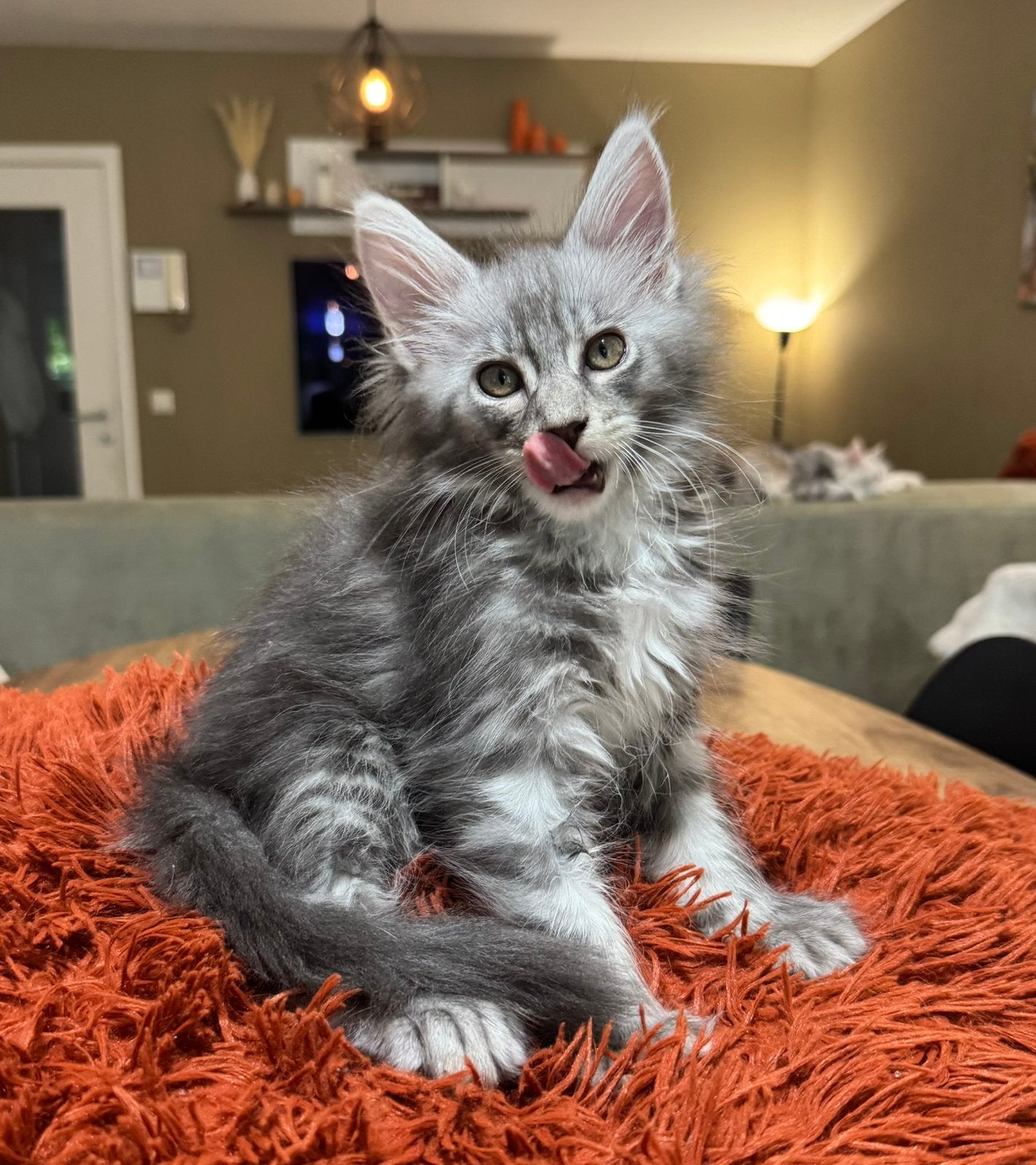 Élégante fille tabby en polydactyle noir et argent, Chatte ou Chat, Avec pedigree, 0 à 2 ans