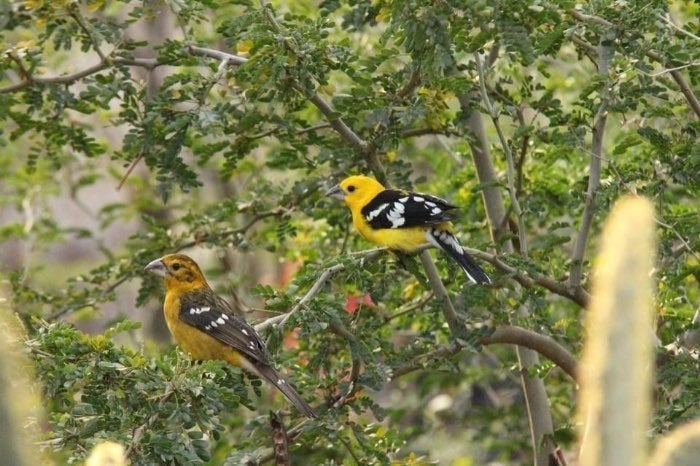 Gele kernbijter pop, Dieren en Toebehoren, Vrouwelijk, Tropenvogel
