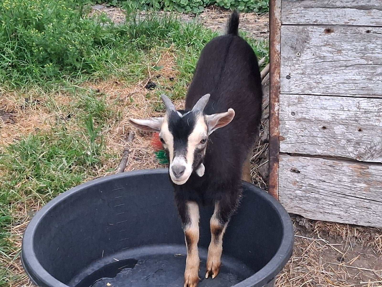 Twee dwerggeit bokjes black and tan, Dieren en Toebehoren