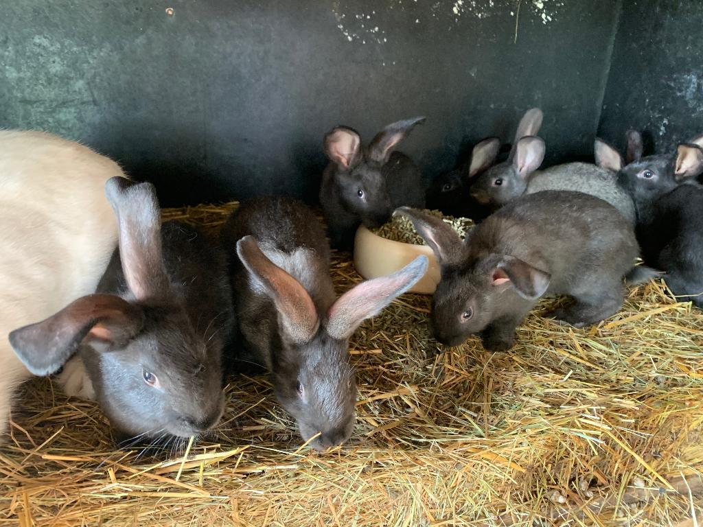 Vleeskonijn met 8 jongen, Dieren en Toebehoren, Meerdere dieren, Groot, 0 tot 2 jaar