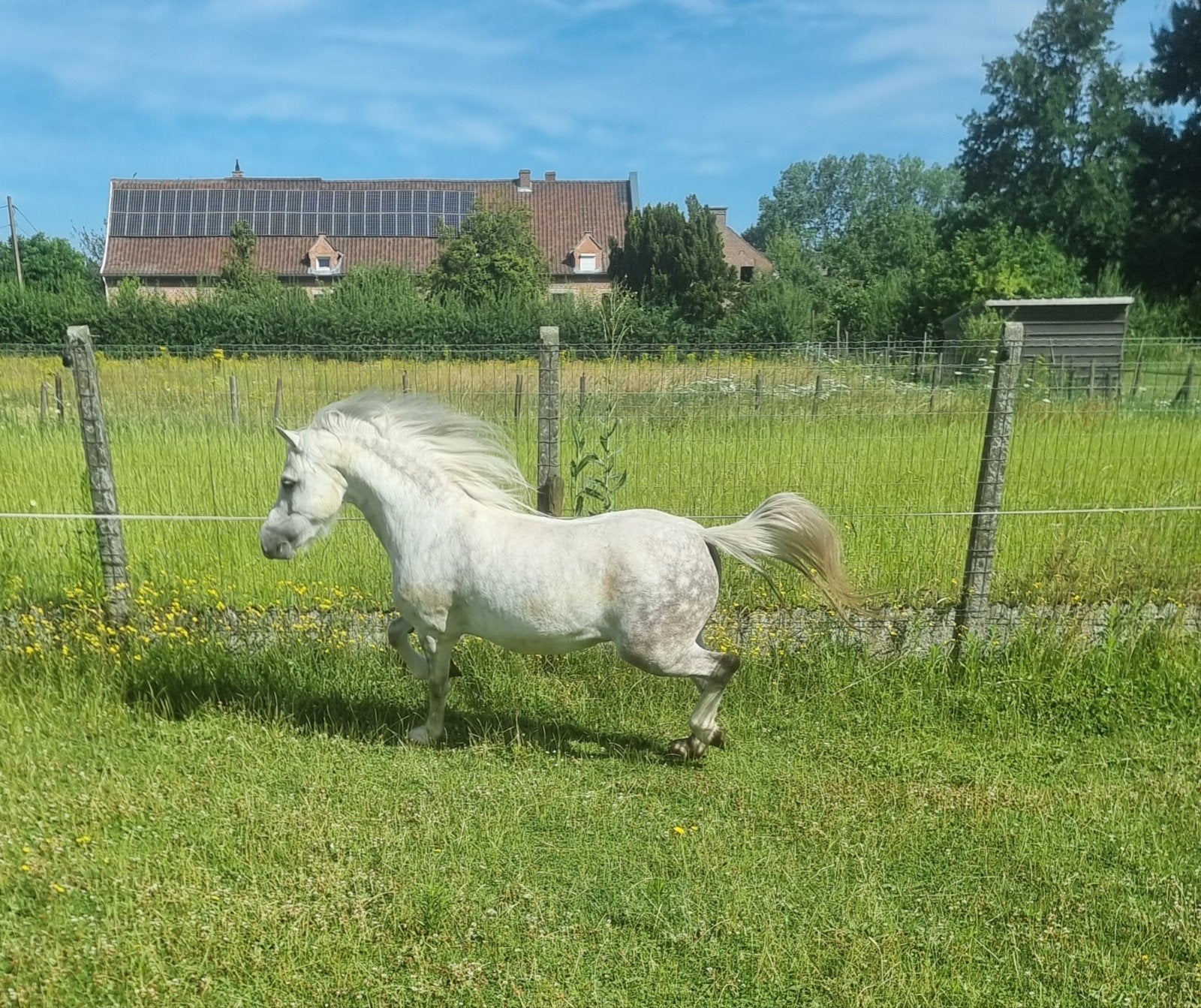 Welsh pony, Dieren en Toebehoren