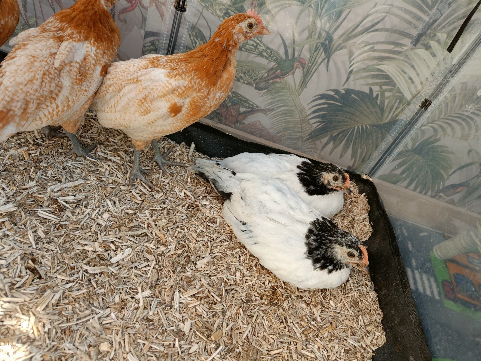 coqs Lakenvelder, Mâle, Poule ou poulet