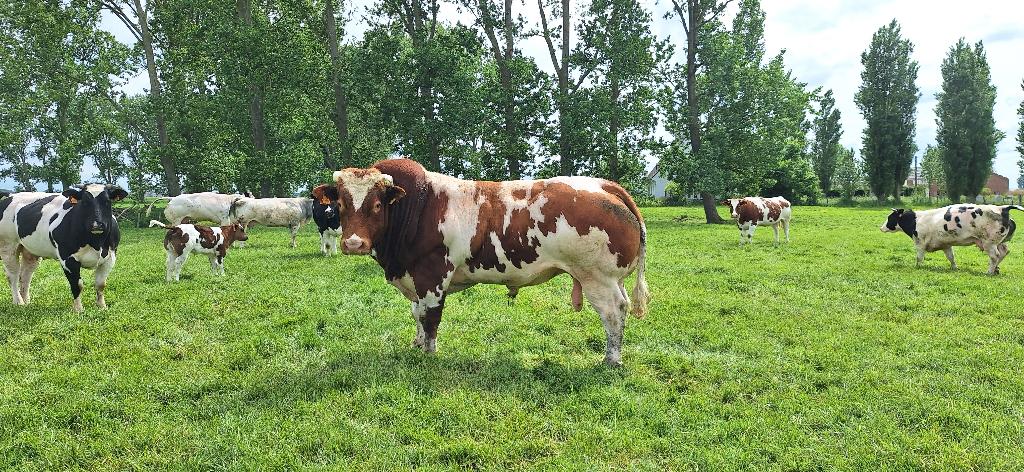 Dekstier rund, Dieren en Toebehoren, Runderen, Mannelijk, 3 tot 6 jaar