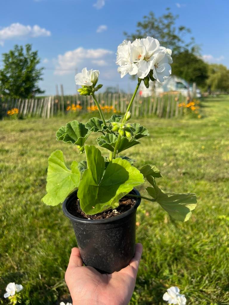Witte staande geranium, Tuin en Terras, Ophalen, Zomer, Vaste plant, Volle zon