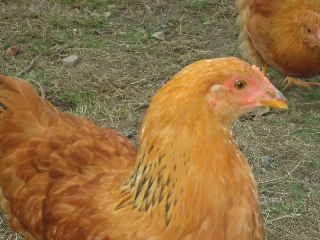 14 jonge new hampshires, Dieren en Toebehoren, Pluimvee, Meerdere dieren, Kip