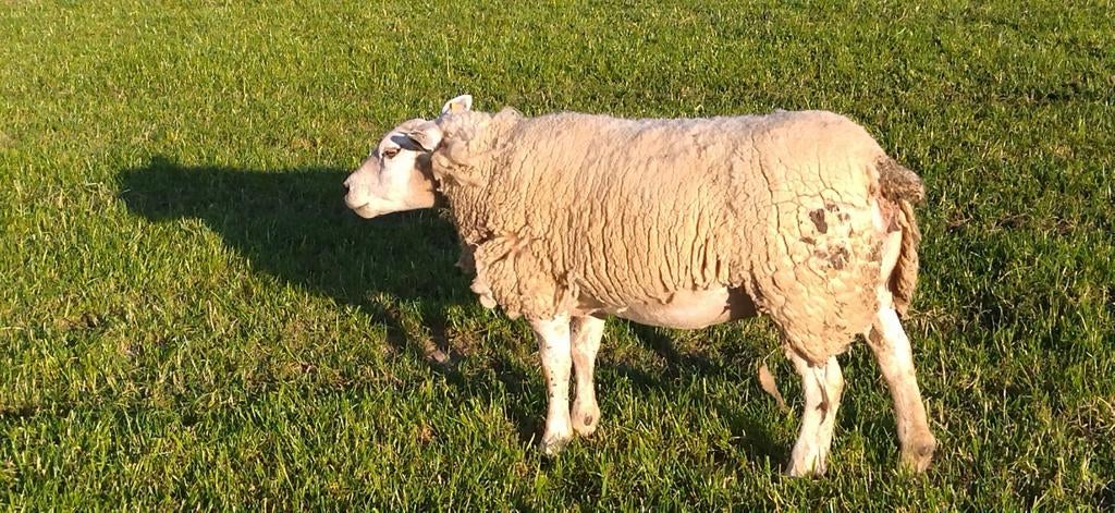 Jonge vette ooi, Femelle, Mouton