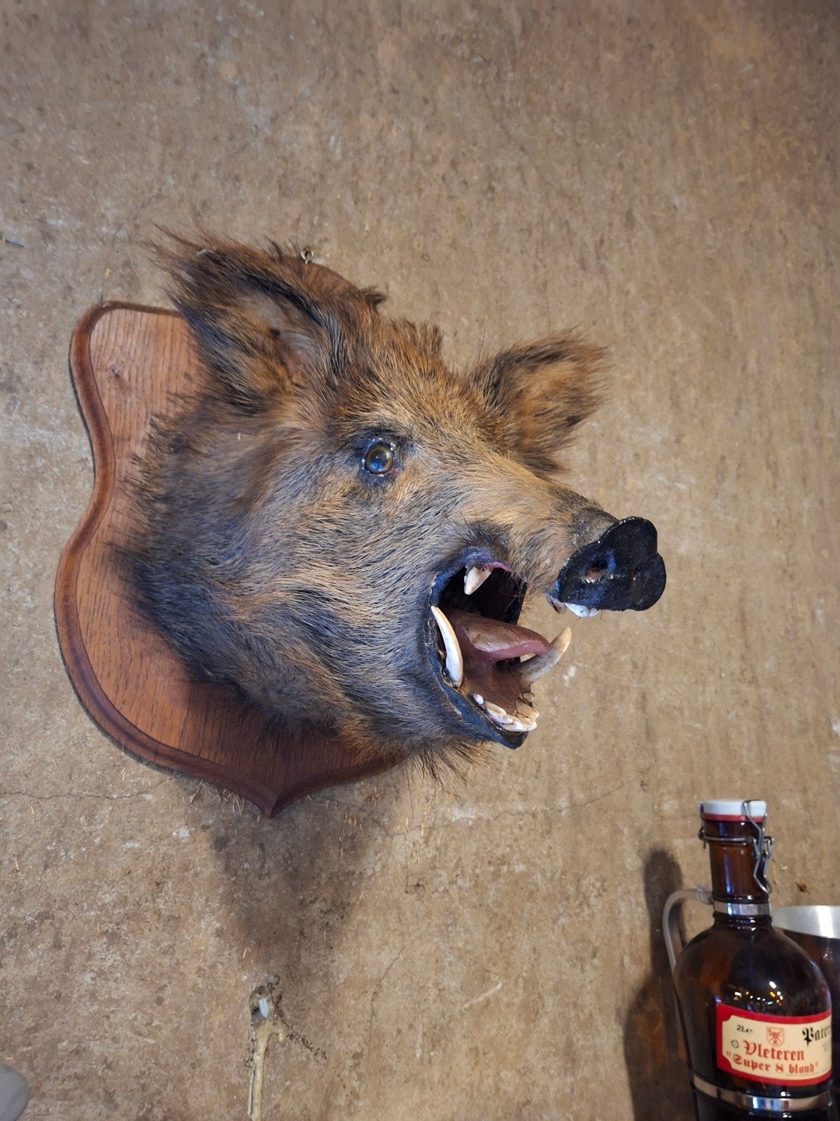 Everzwijn taxidermie, Ophalen