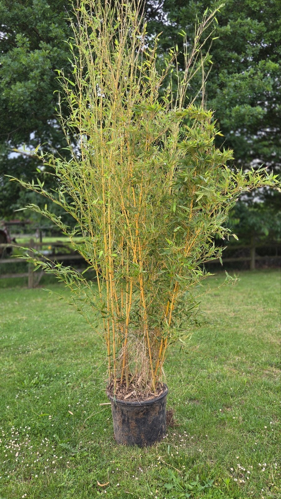 Bamboo geel te koop, Ophalen