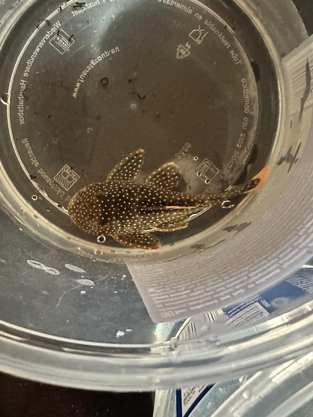 Golden nugget corydoras sterbai