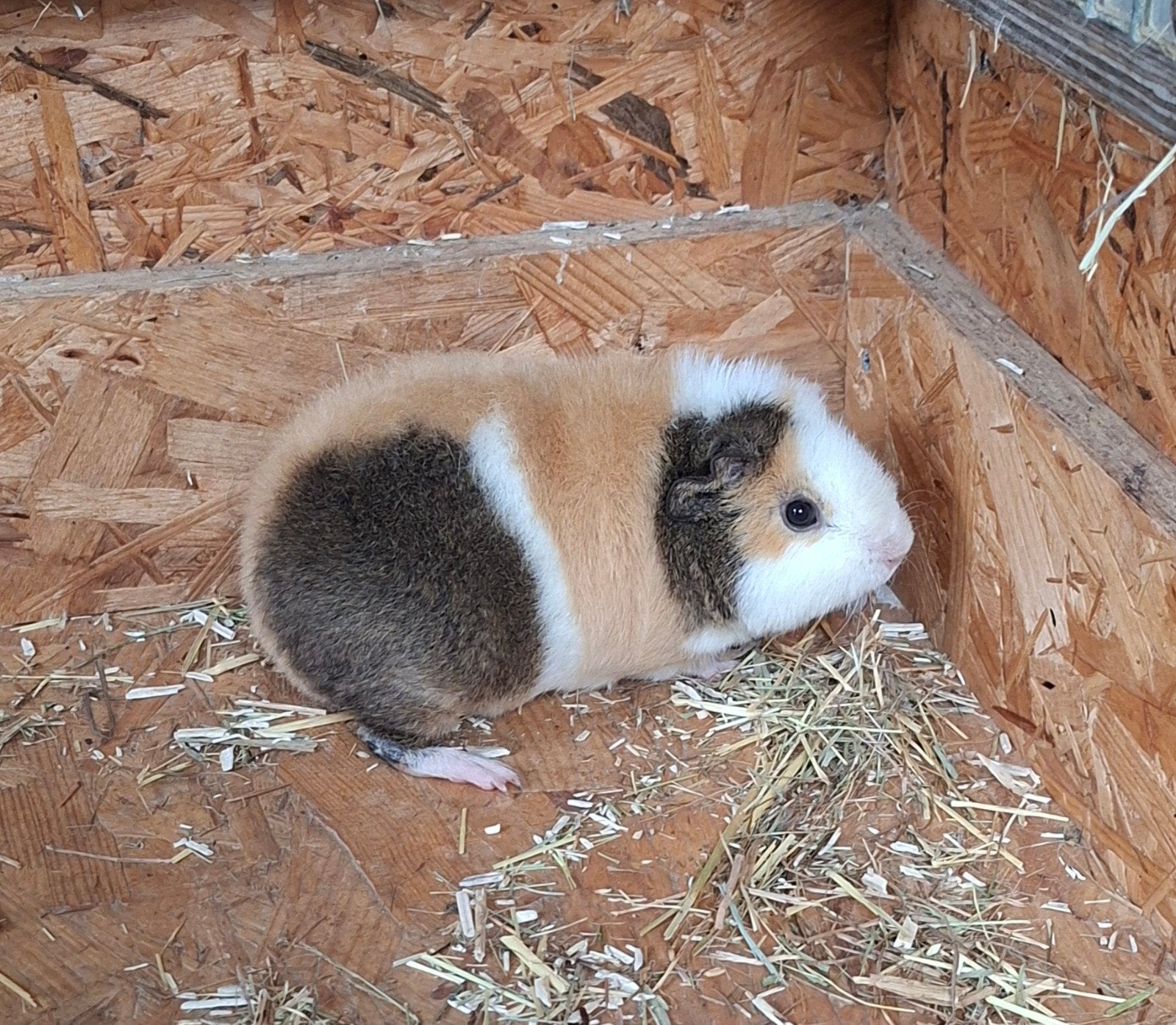 us teddy cavia's, Dieren en Toebehoren, Juli, Cavia