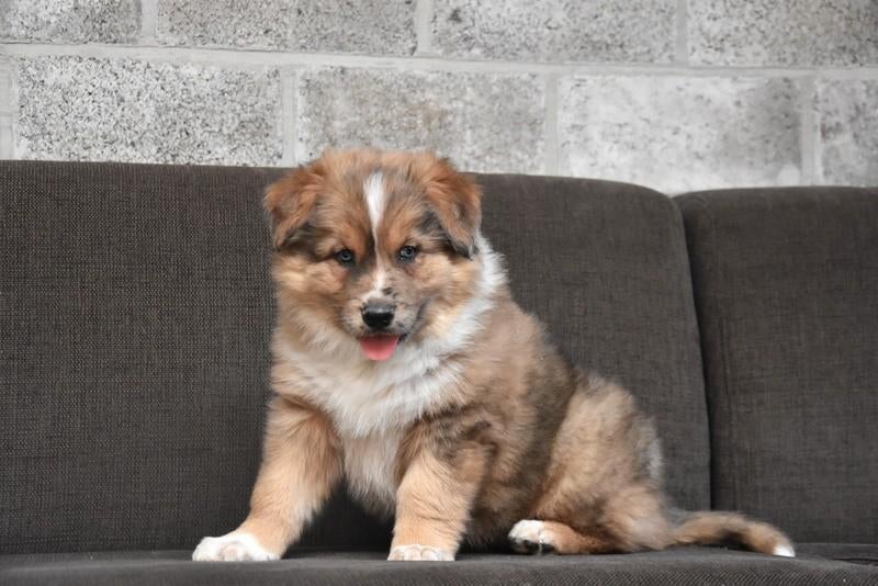 Prachtige kruising Herder pup, Dieren en Toebehoren, Parvo, België, 8 tot 15 weken, Groot