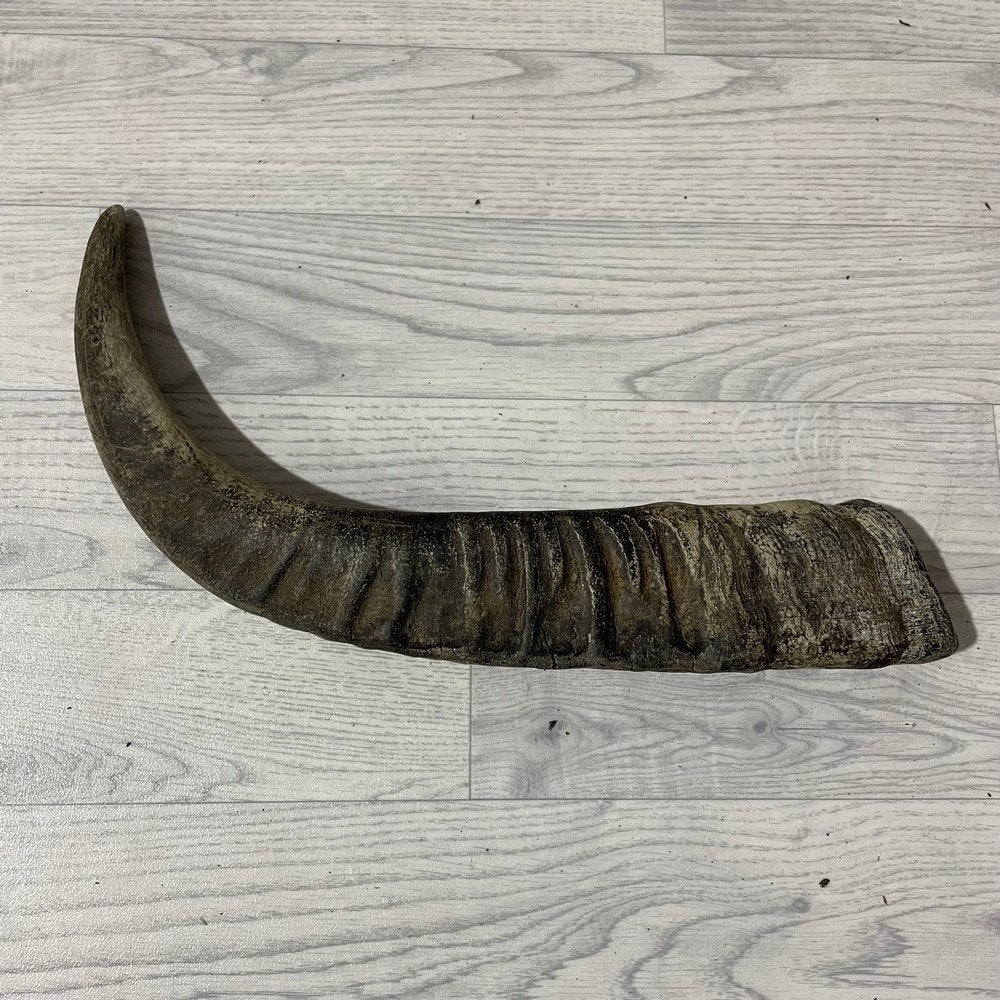 Waterbuffel hoorn los 55cm nr 326 | Lederstore, Collections, Enlèvement ou Envoi, Neuf, Animal de ferme, Bois ou Tête