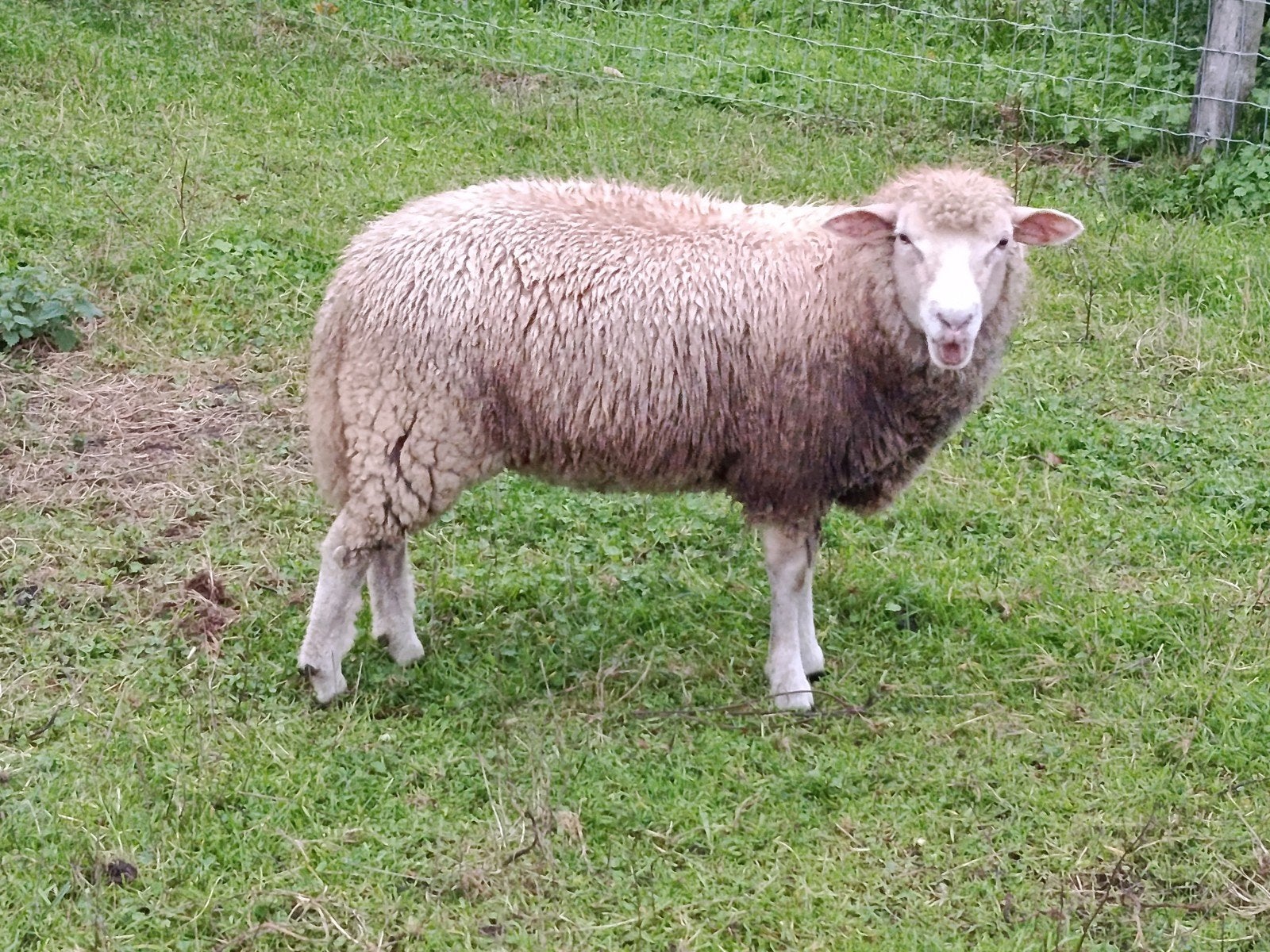 jonge ooi, kruising met pol dorset, Femelle