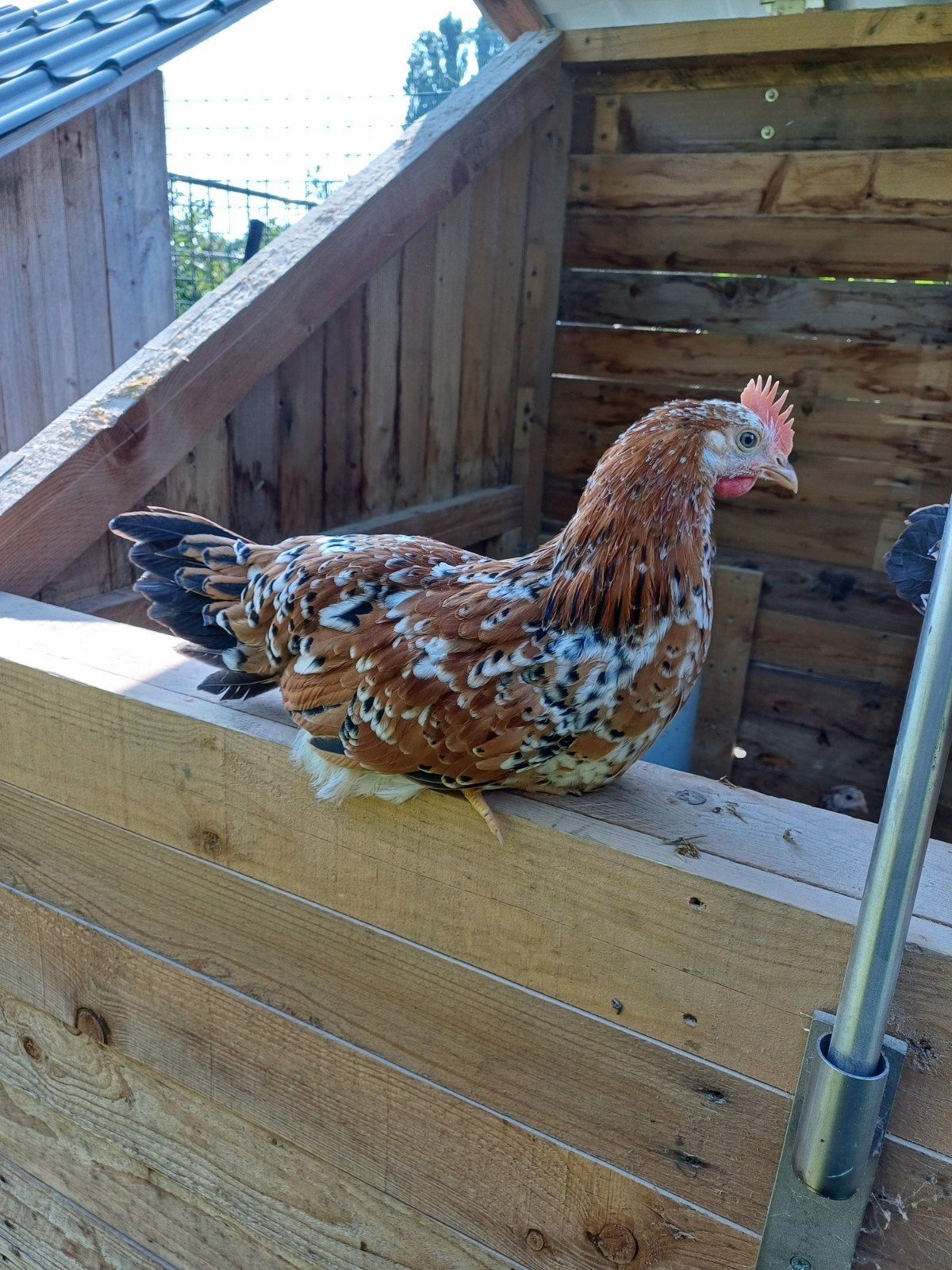 Leghorn porselein haantjes