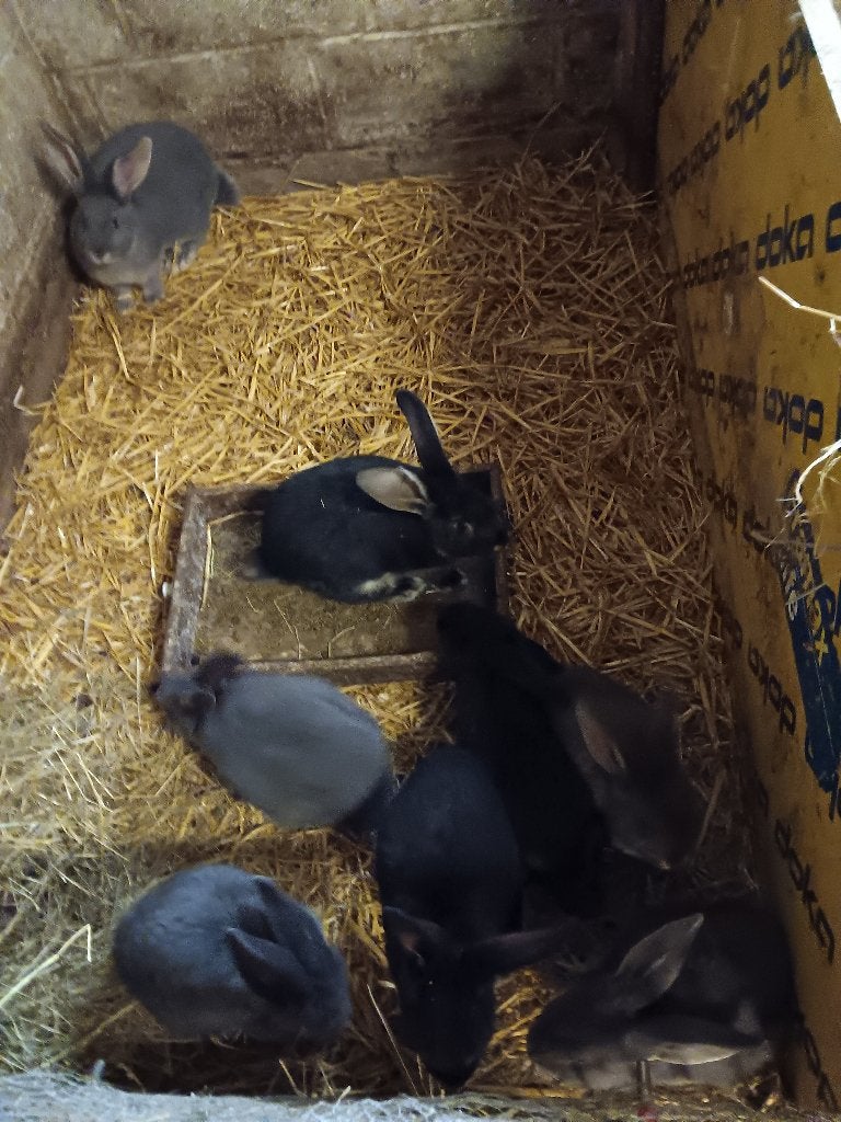 Duitsereus blauwe en zwarte otters, Dieren en Toebehoren, Konijnen, Meerdere dieren, Groot, 0 tot 2 jaar