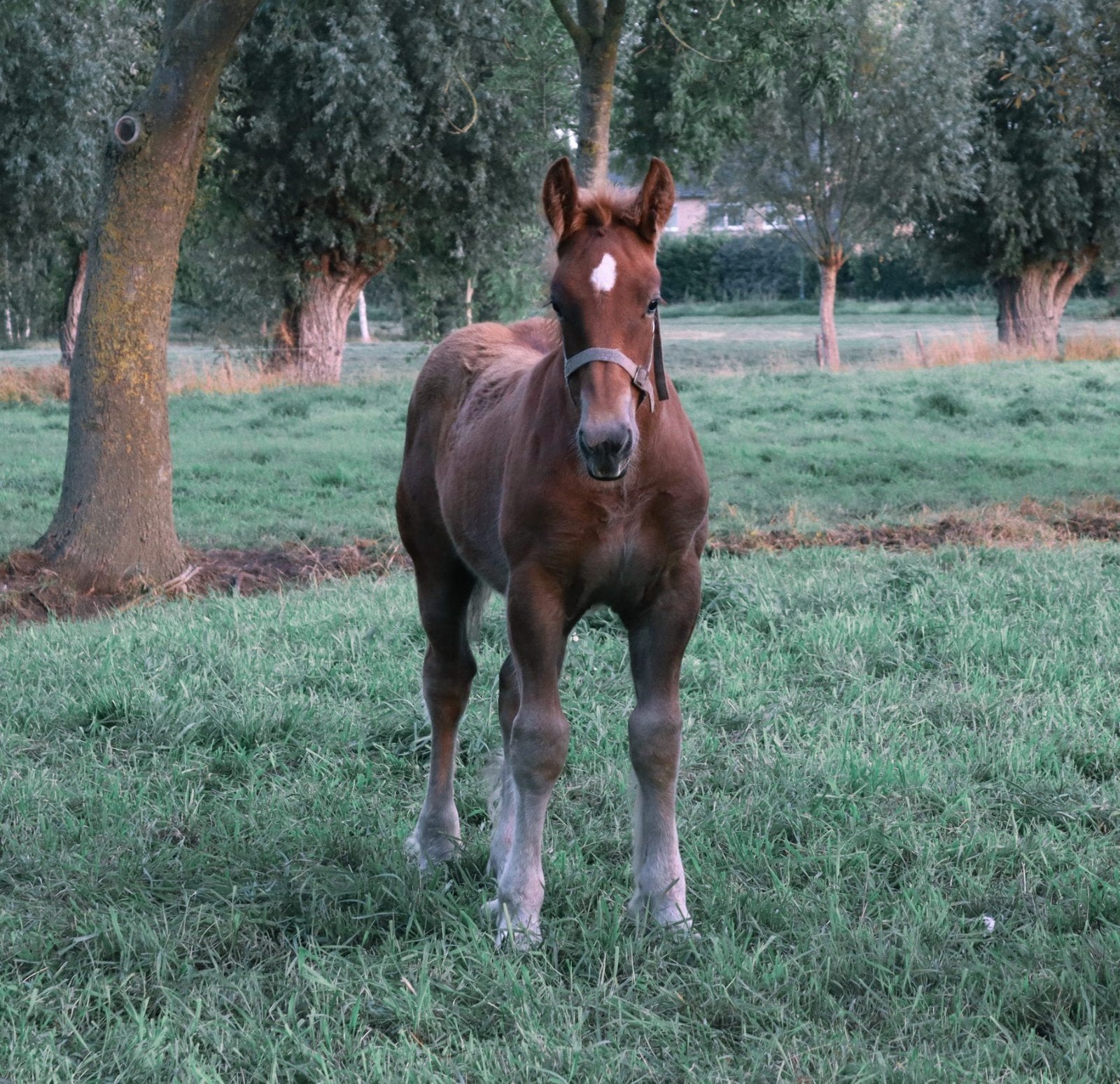 Trekpaard hengst veulen, Dieren en Toebehoren, Hengst