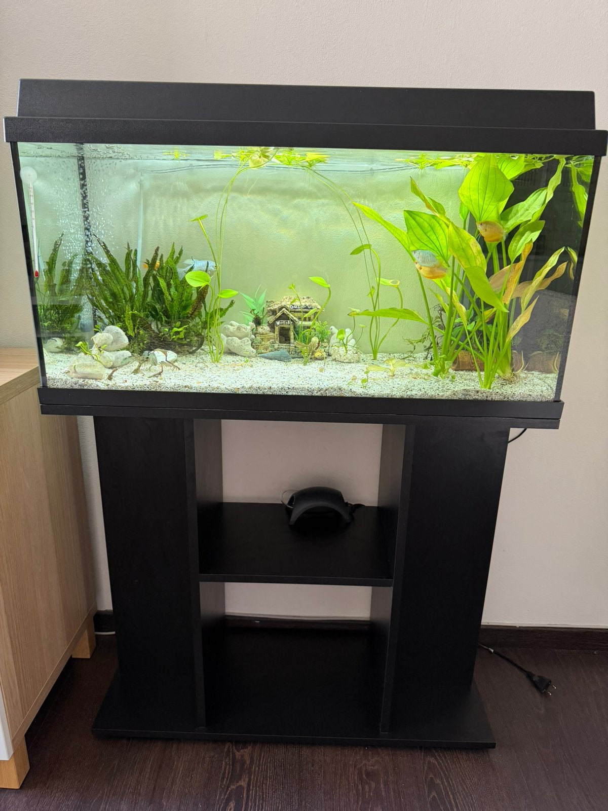 Complete Juwel 110L aquarium set + vissen en veel toebehoren, Dieren en Toebehoren, Ophalen, Inclusief vissen, Juwel, Gevuld zoetwateraquarium