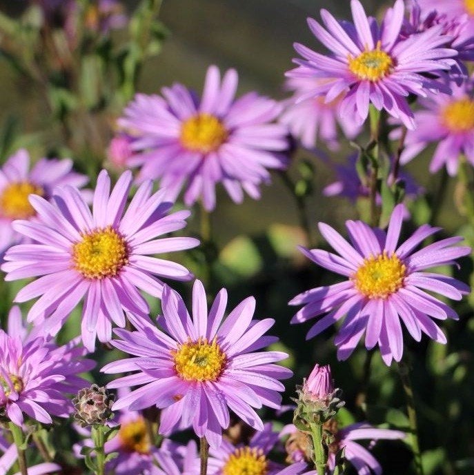 Asters et Arucus, Enlèvement, Plante fixe
