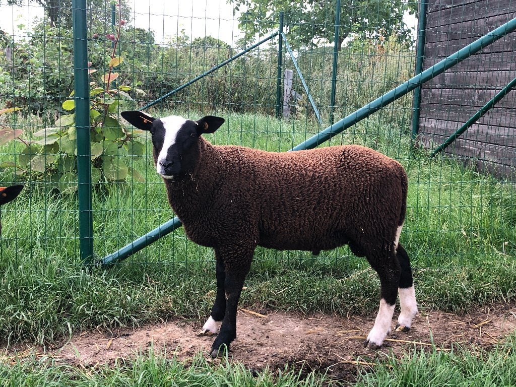 Zwartbles schapen, Mannelijk, Schaap, 0 tot 2 jaar