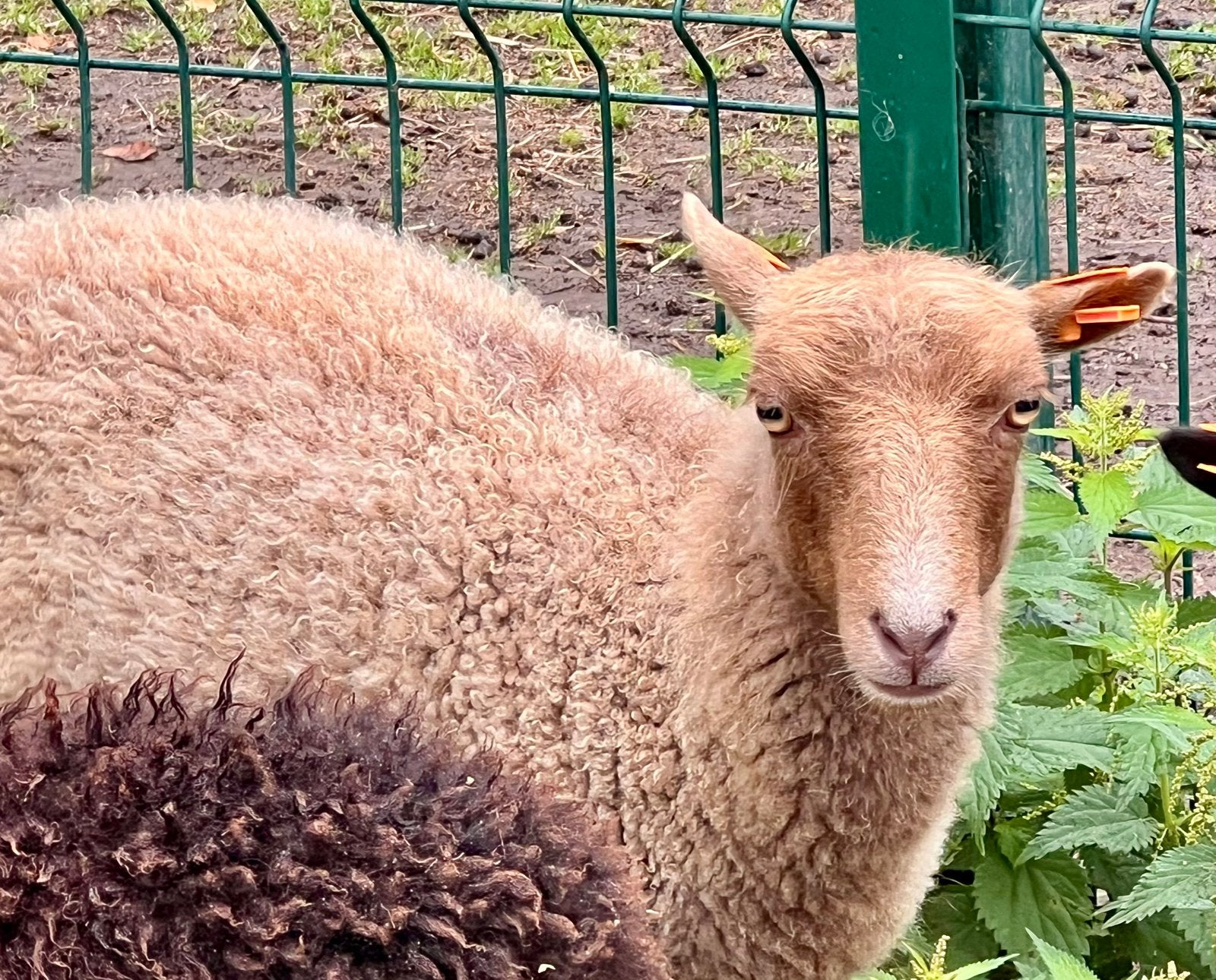 2 volwassen ouessant dwergschaap ooien, Dieren en Toebehoren, Schapen, Geiten en Varkens, Vrouwelijk, Schaap, 0 tot 2 jaar