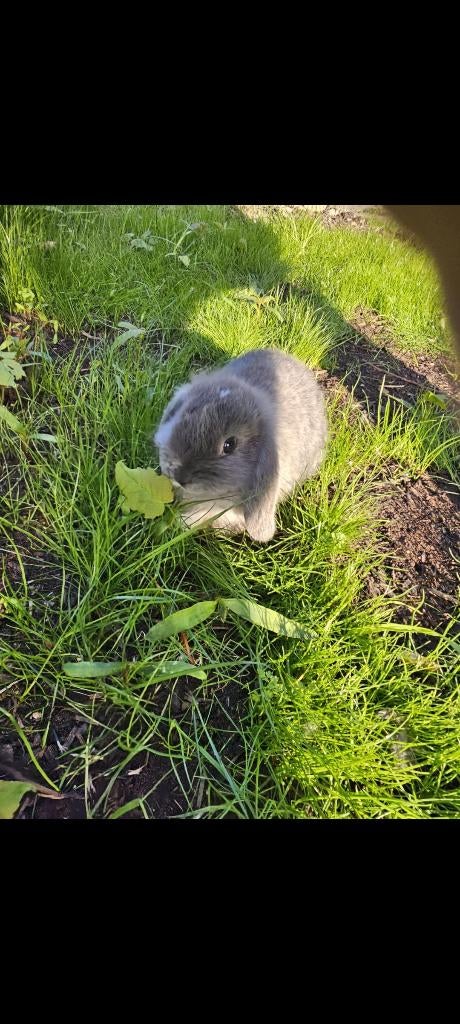 Minilop, Animaux & Accessoires, Lapins, Petit, Femelle, 0 à 2 ans