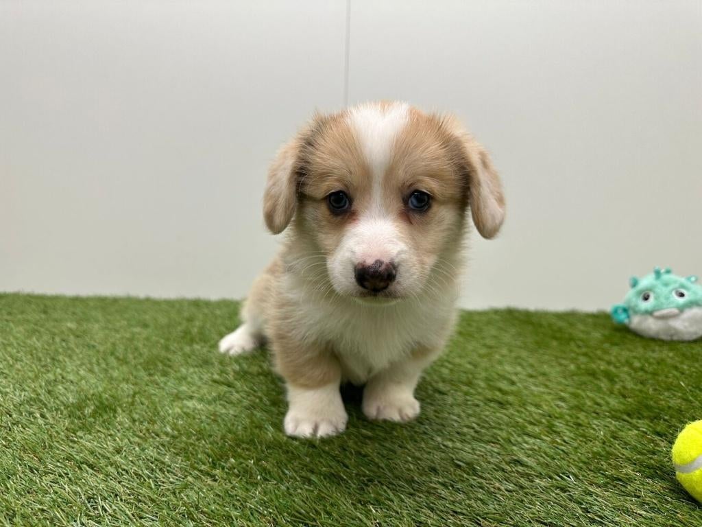 Portée de chiots Welsh Corgi, Animaux & Accessoires, Chiens | Bergers & Bouviers, Plusieurs, Hépatite contagieuse (maladie de Rubarth)