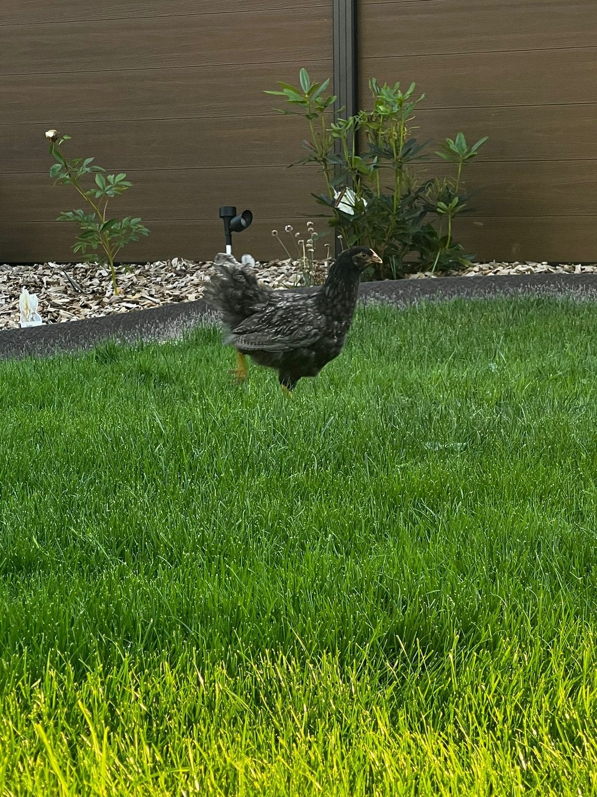 Barnevelder blauw gezoomd, Dieren en Toebehoren, Pluimvee