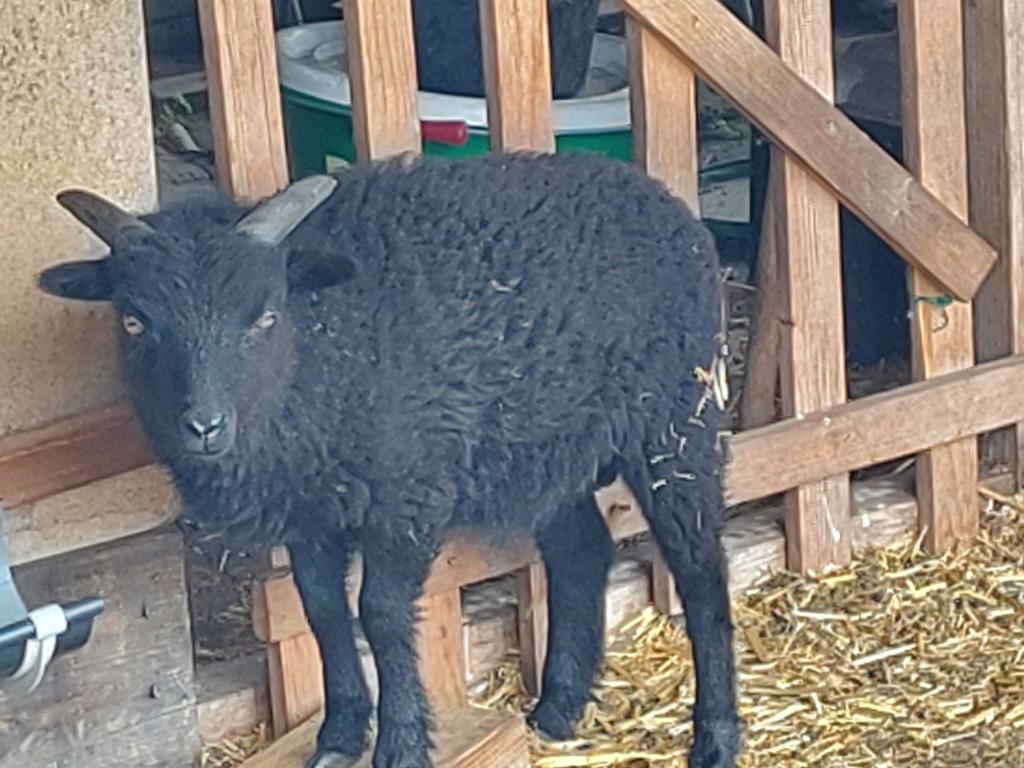 Ouessant, Animaux & Accessoires