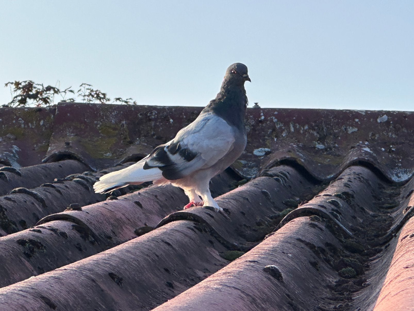 Takla duiven, Dieren en Toebehoren, Pluimvee