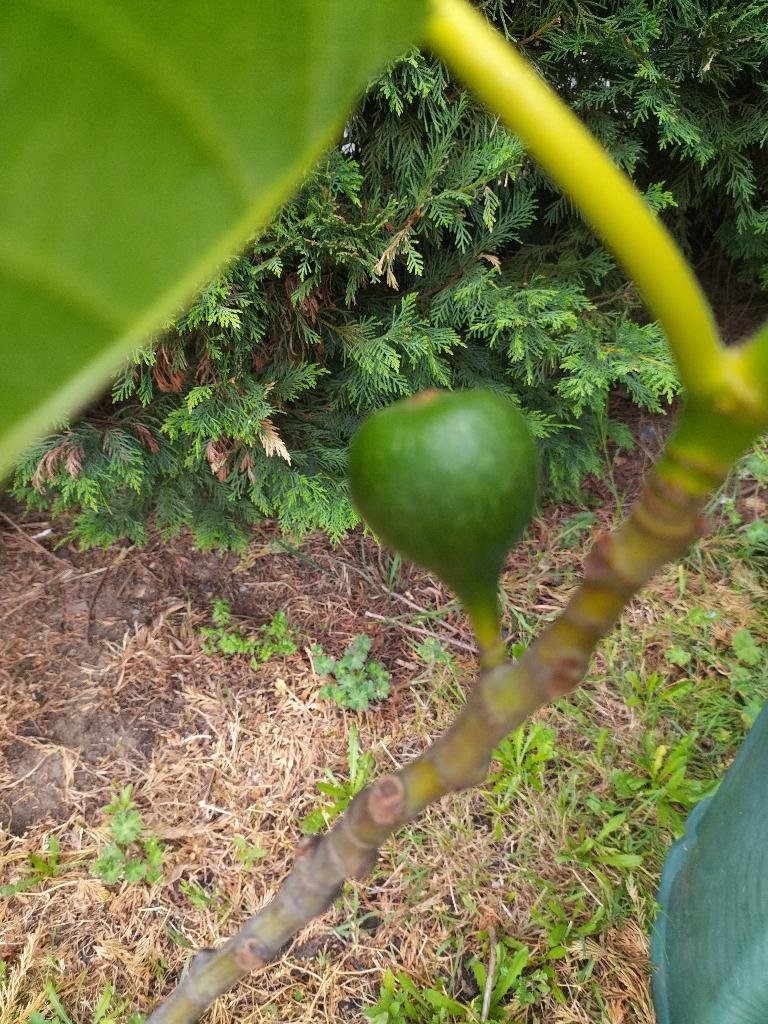 Vijgen boompjes, Tuin en Terras, Planten | Fruitbomen, Ophalen, Vijgenboom