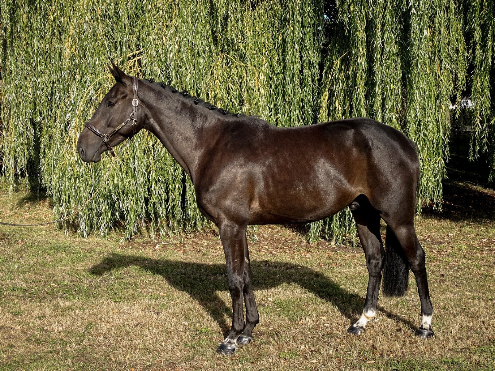 4 jarige brave ruin - echt springpaard, Dieren en Toebehoren, Ruin, Springpaard, Met stamboom, 3 tot 6 jaar