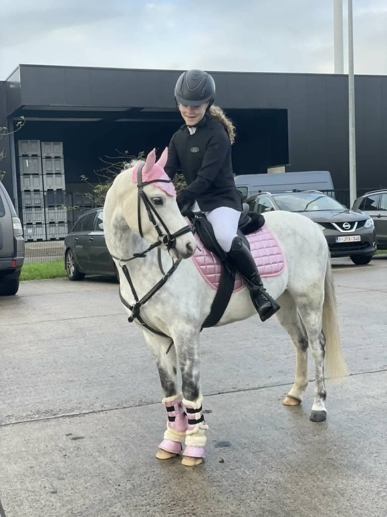 Leuke sport welsh pony, Dieren en Toebehoren, Ruin, Springpony, Met stamboom, 11 jaar of ouder