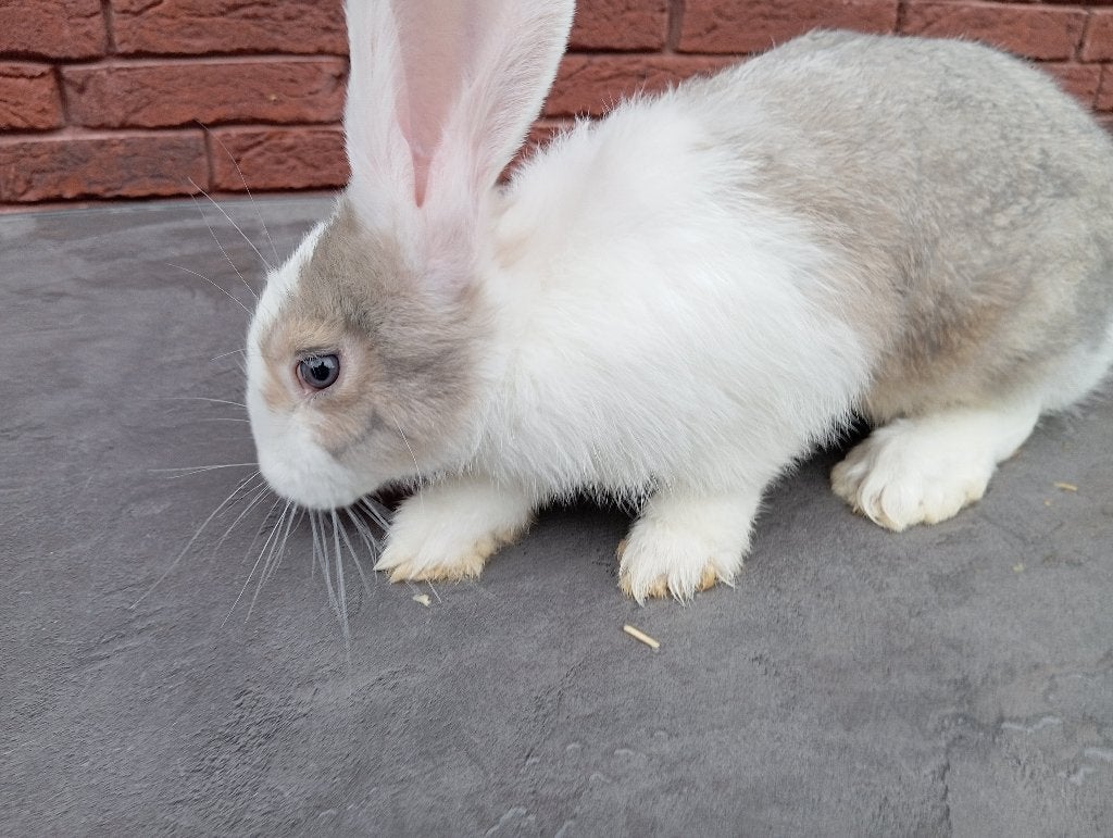 Lapin géant allemand, Mâle, Grand, 0 à 2 ans