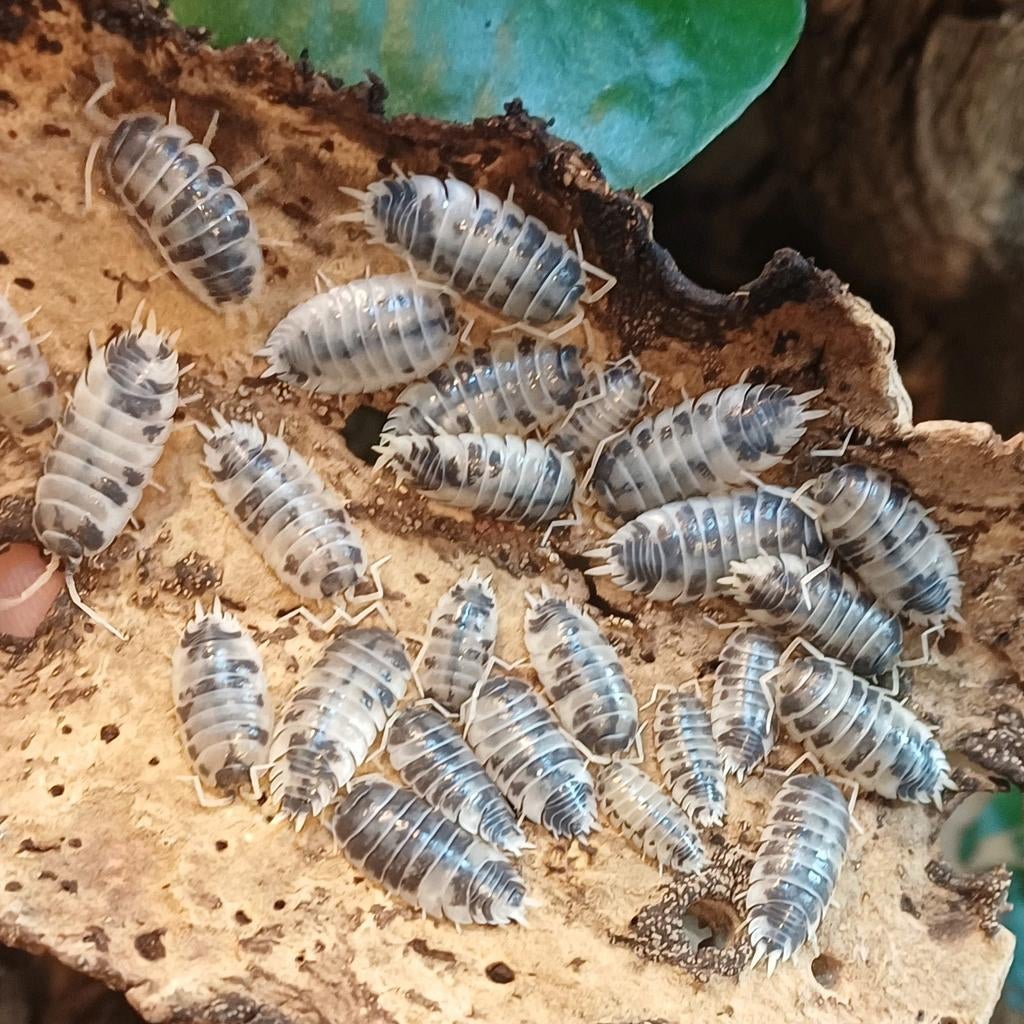 Tropische pissebedden, Dieren en Toebehoren