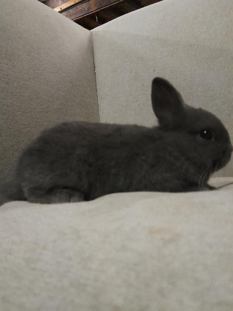 Kleurdwergen, Dieren en Toebehoren, Meerdere dieren, Dwerg, 0 tot 2 jaar