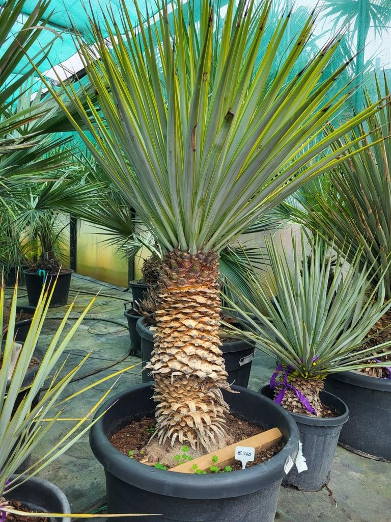 Yucca rigida,  stamhoogte 70cm, totaal 1m40, Ophalen