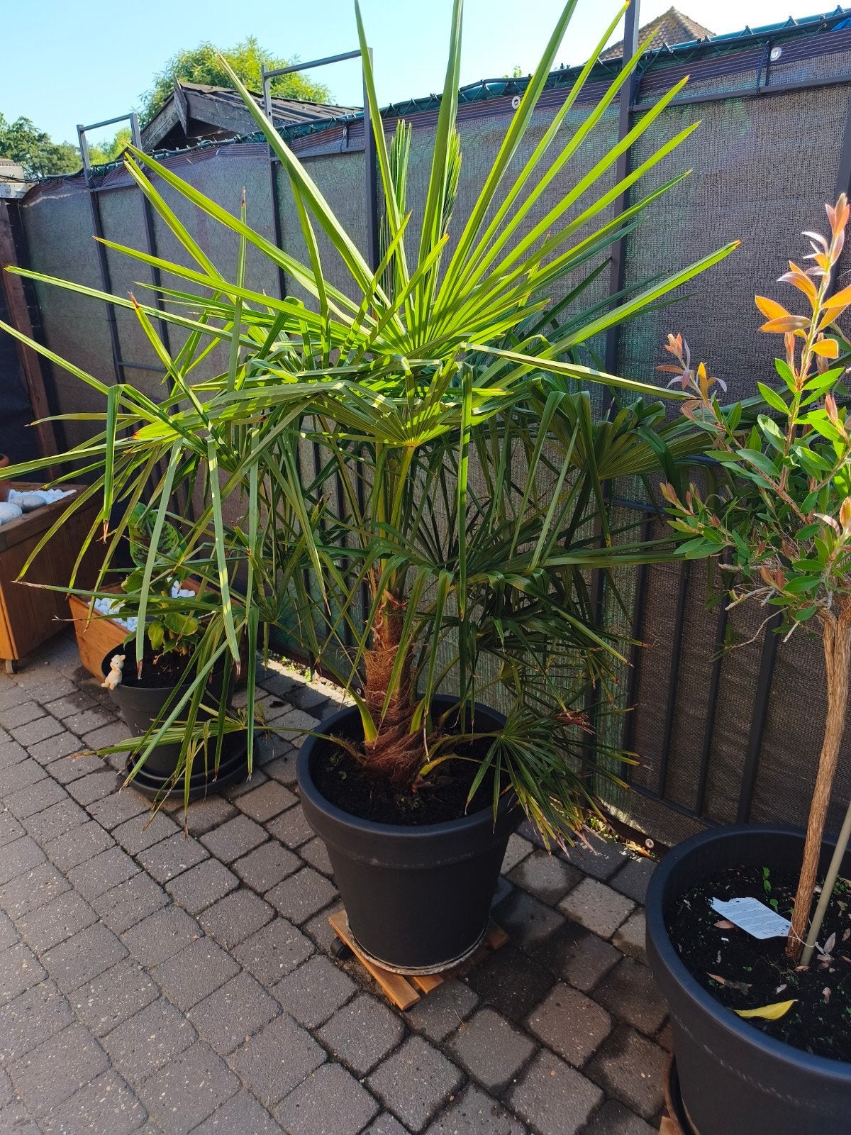 Palmen in pot., Ophalen
