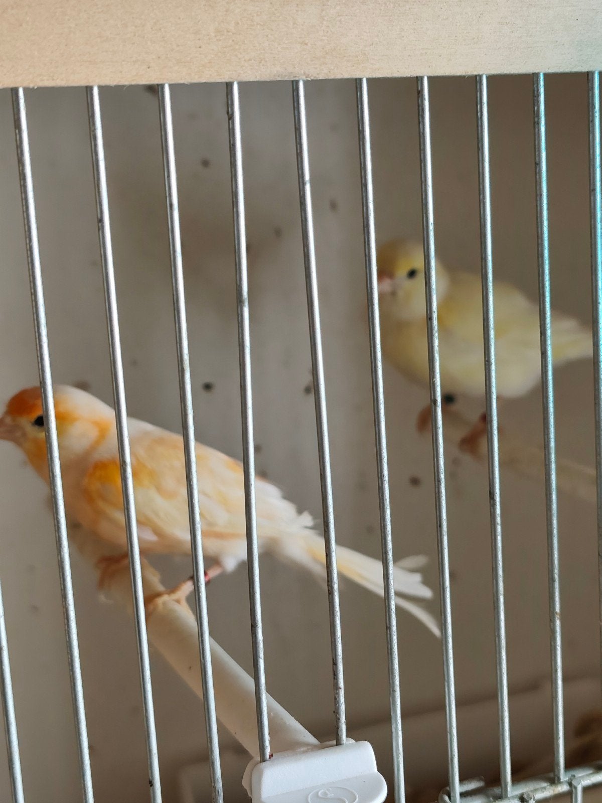 Koppel kanaries 2025, Dieren en Toebehoren, Vogels | Kanaries
