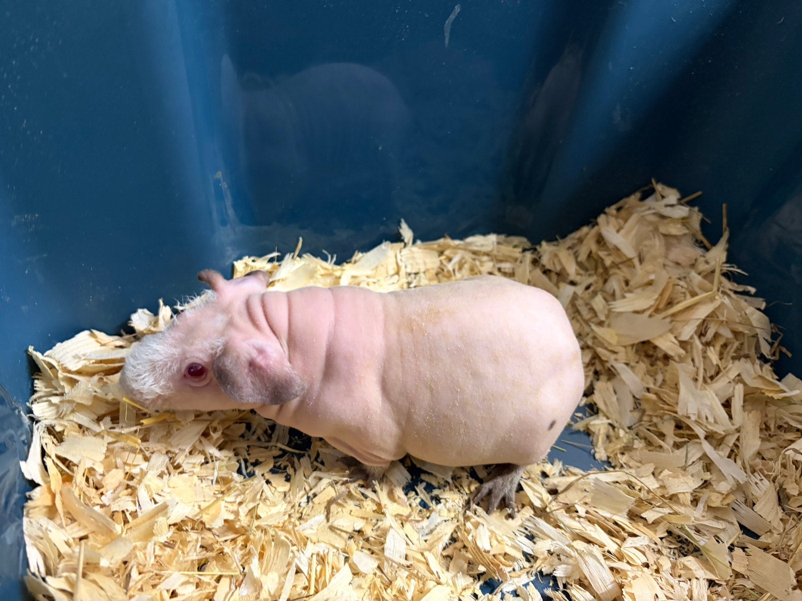 Mooi Skinny himalaya cavia zeugje, Dieren en Toebehoren, Cavia, Vrouwelijk, Mei, Tam