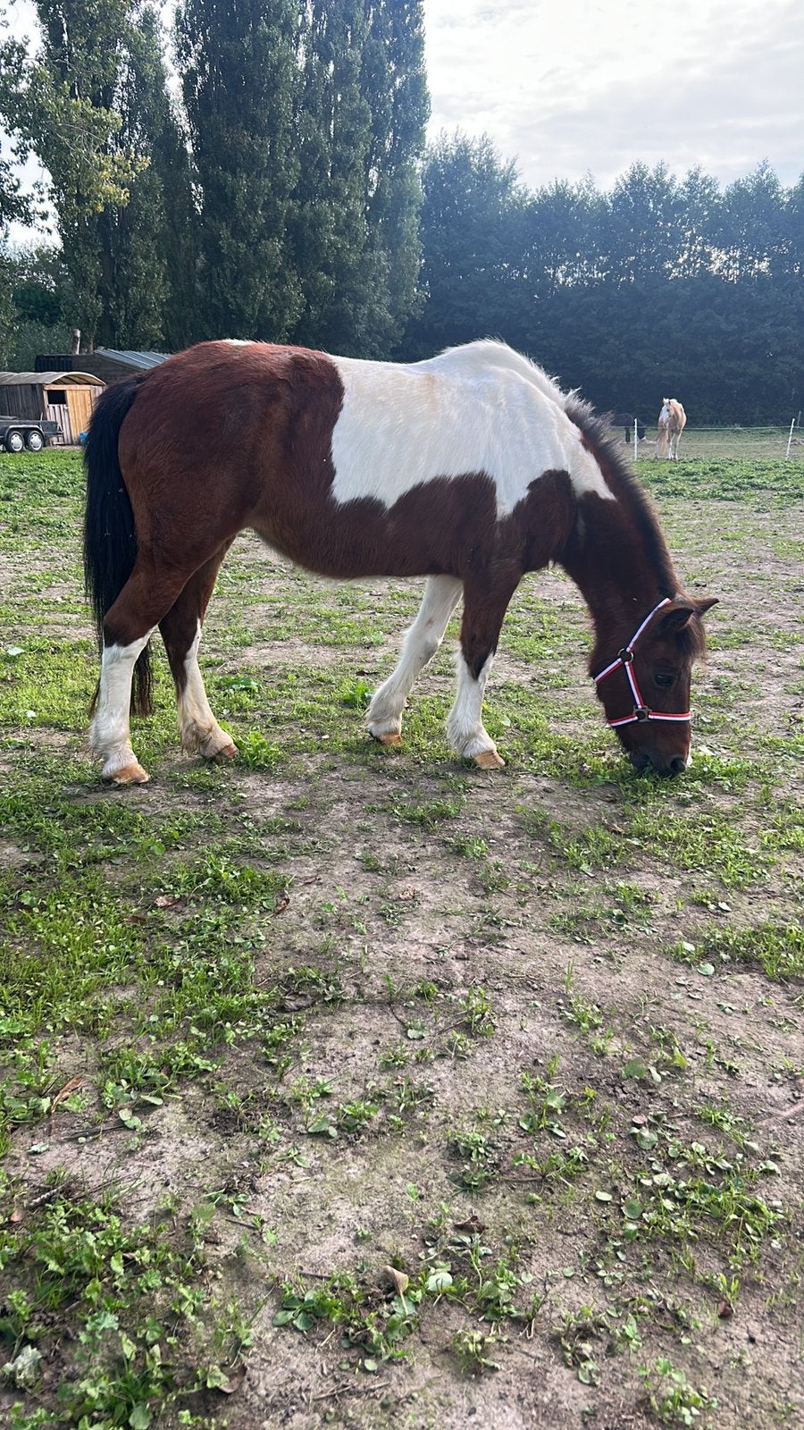 merrie b pony