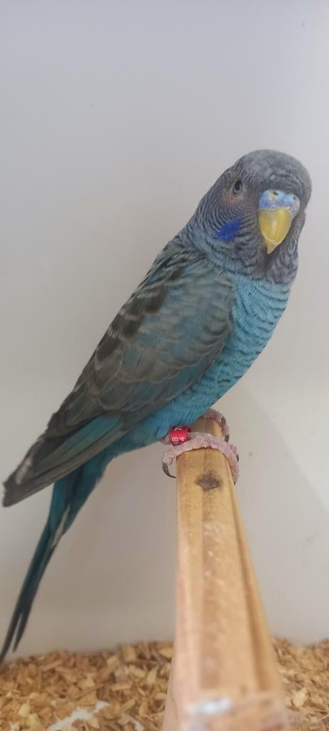 Couple reproducteur Bfbw, Plusieurs animaux, Perruche, Bagué