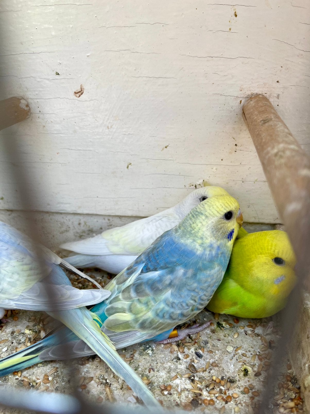 Jonge regenboog grasparkieten, Plusieurs animaux, Perruche