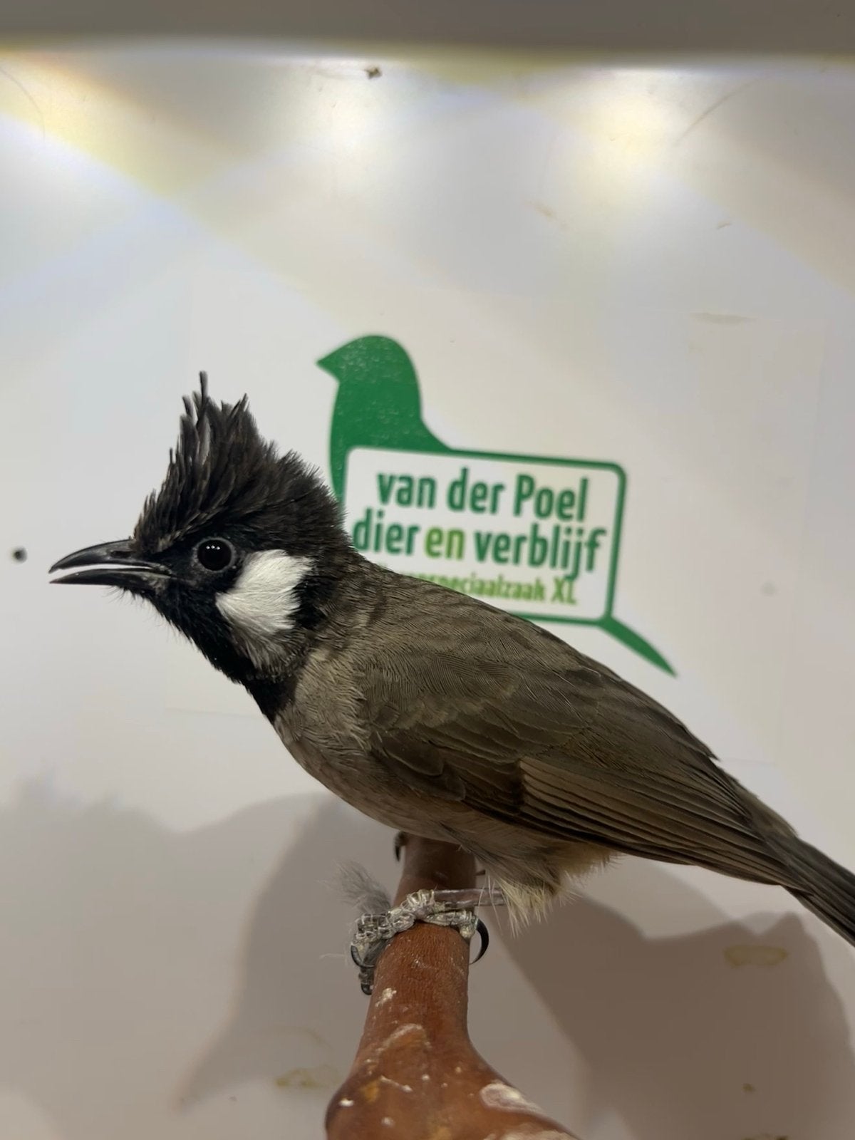 1-0 himalaya buulbuul ( in nl ), Dieren en Toebehoren, Mannelijk, Tropenvogel