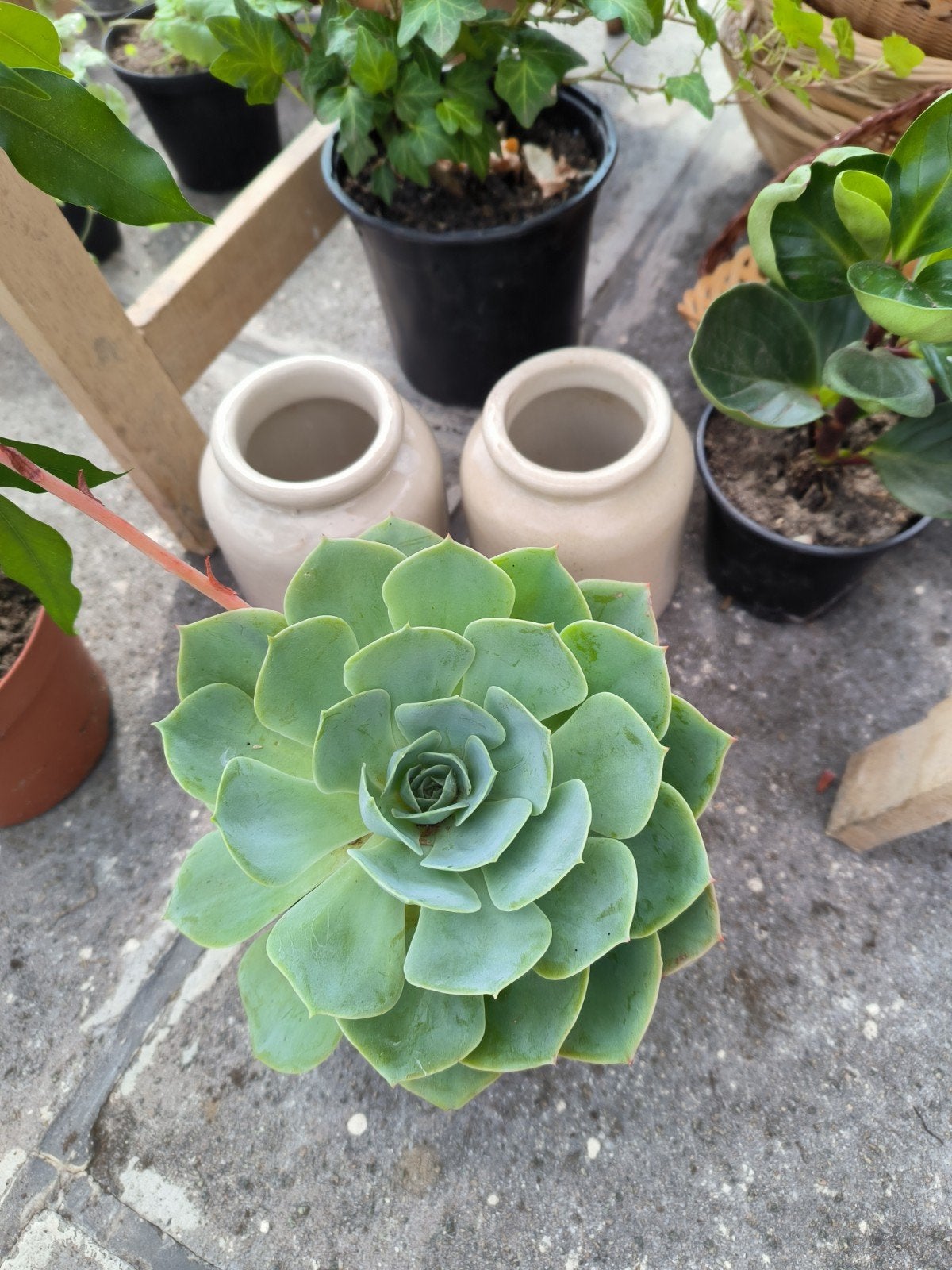 echeveria secunda, Tuin en Terras, Ophalen, Zomer, Vaste plant, Volle zon