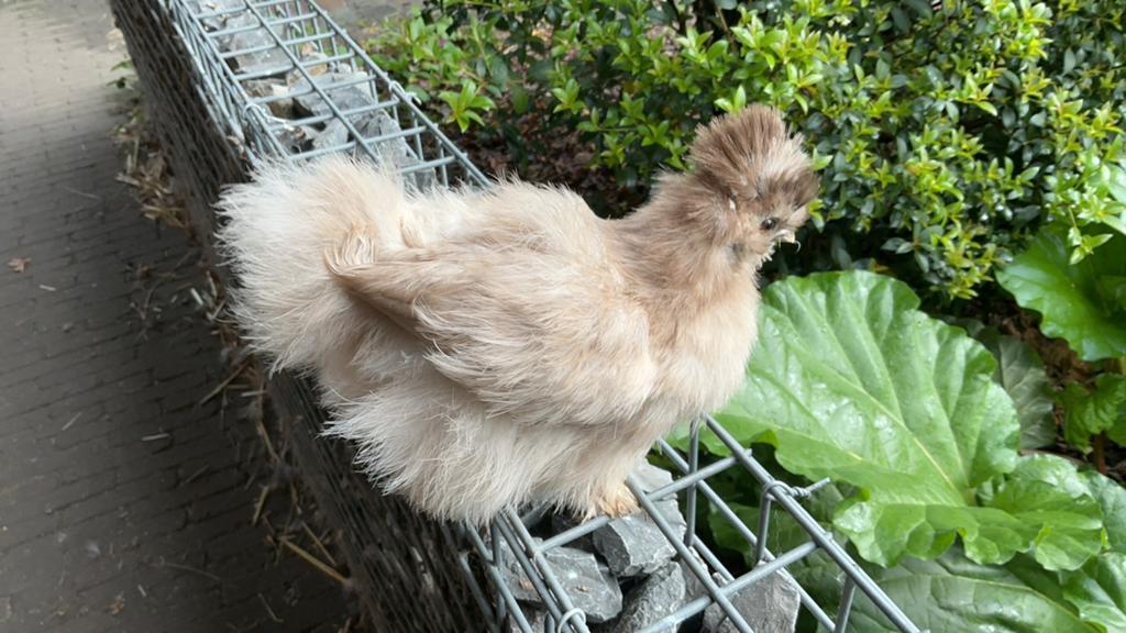 Usa zijdehoen, Dieren en Toebehoren, Pluimvee, Geslacht onbekend, Kip