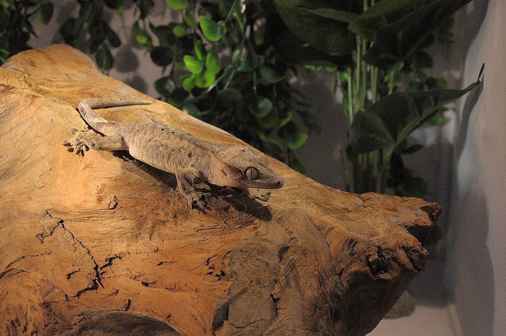 Wimpergekko 05, Animaux & Accessoires, Reptiles & Amphibiens, Autres espèces, 0 à 2 ans