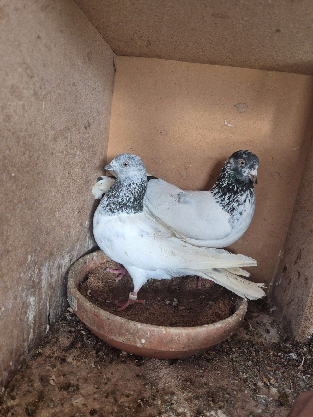 Pakistan hoogvliger kopel 30€ tot 70€, Dieren en Toebehoren