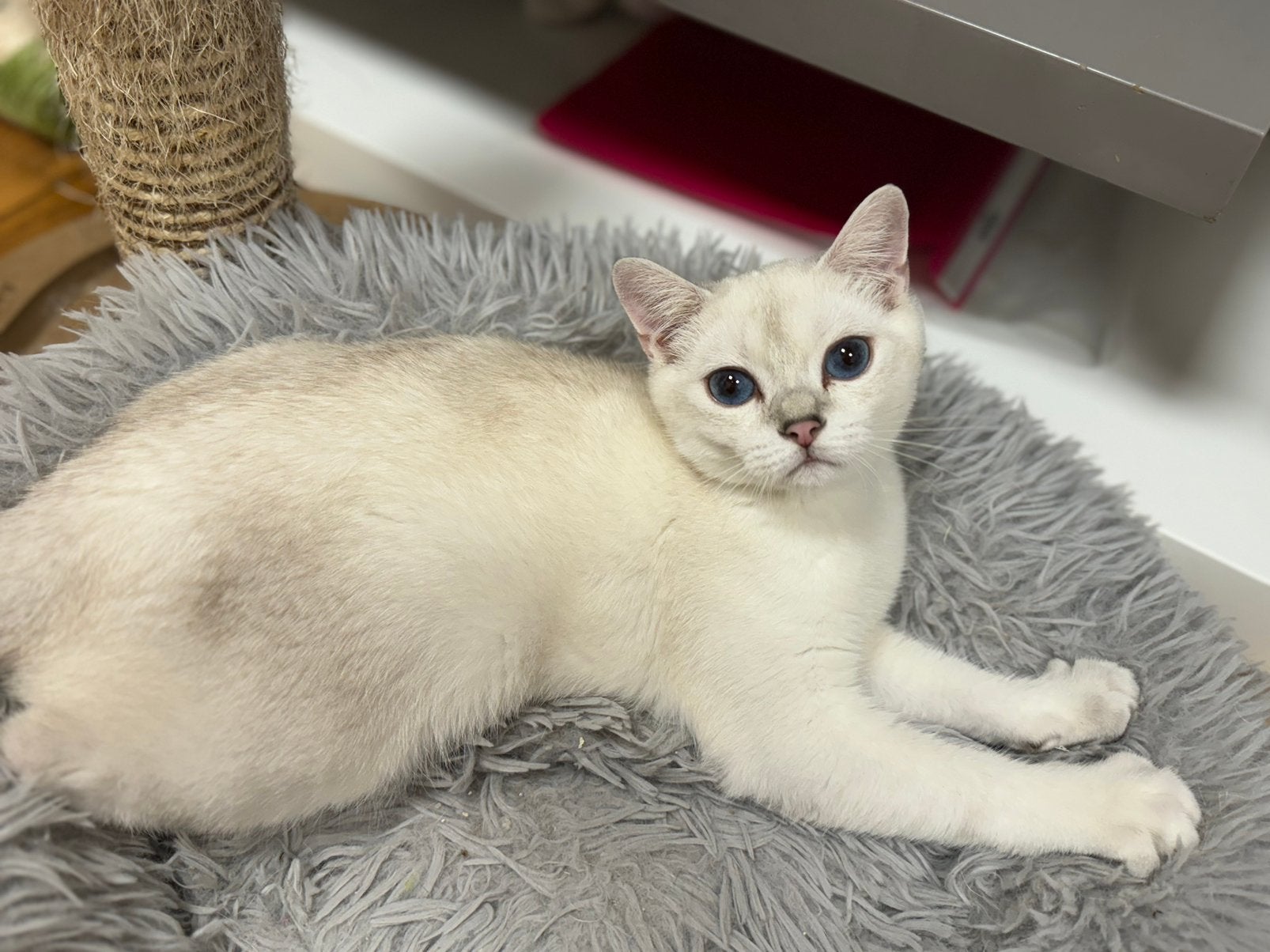 kittens Britse korthaar katers, Dieren en Toebehoren, Katten en Kittens | Raskatten | Korthaar, Kater, Gechipt, 0 tot 2 jaar