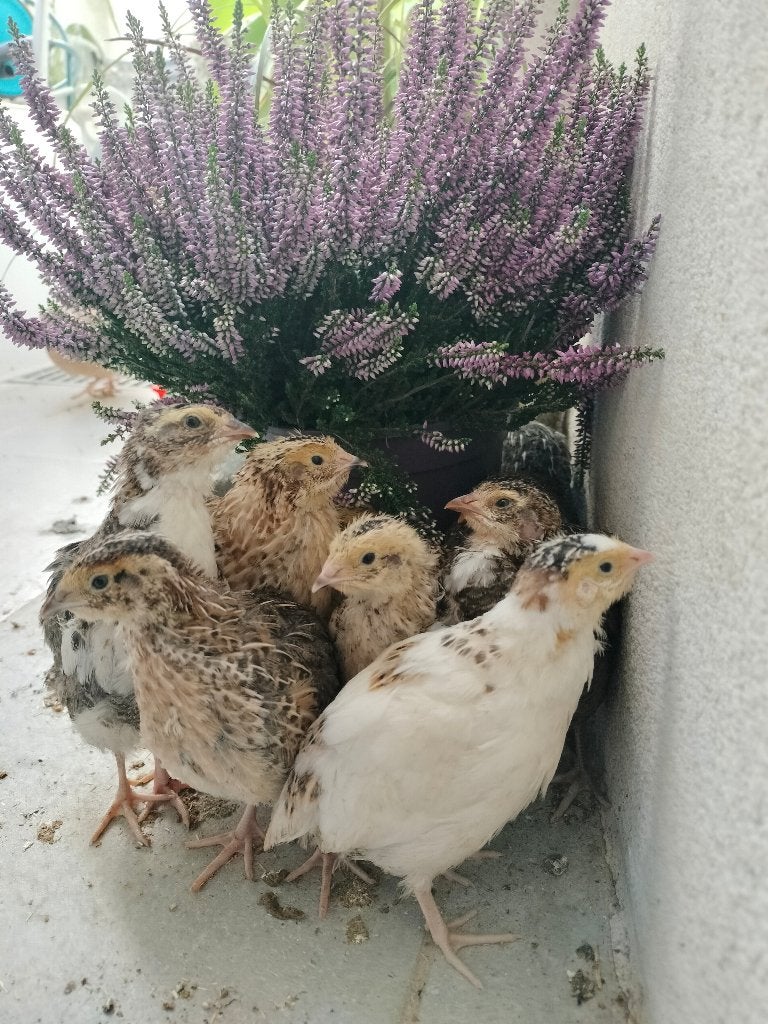Japanse kwartelkuikens, Dieren en Toebehoren, Geslacht onbekend, Overige soorten